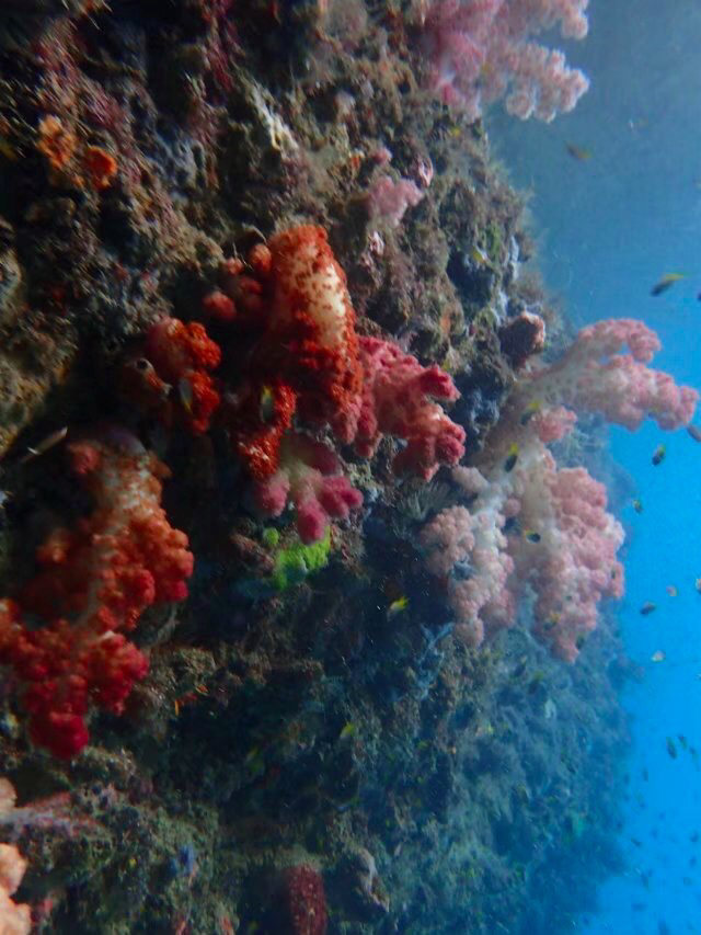帕劳海岛游哪最好,帕劳海岛必去景点