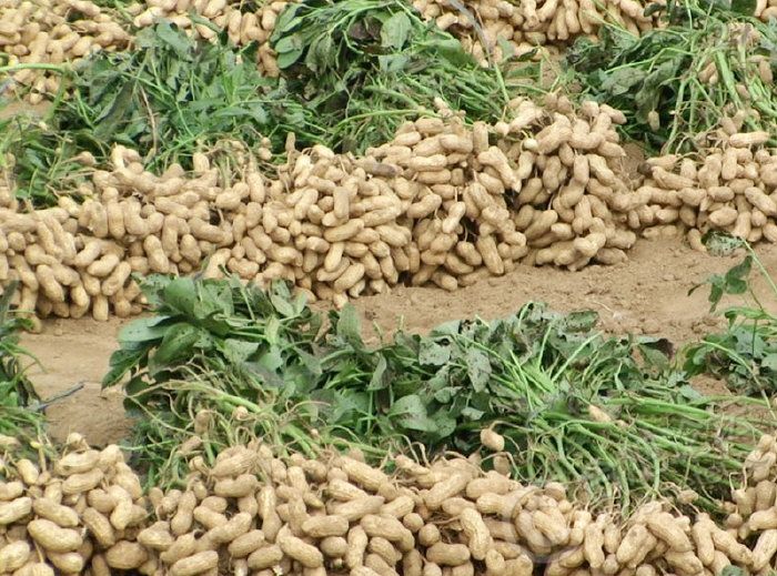 花生出苗后缺苗严重怎么办,花生高产种植病虫害管理