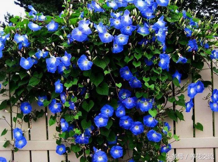 适合攀爬的植物有哪些,十种最好养的攀爬植物