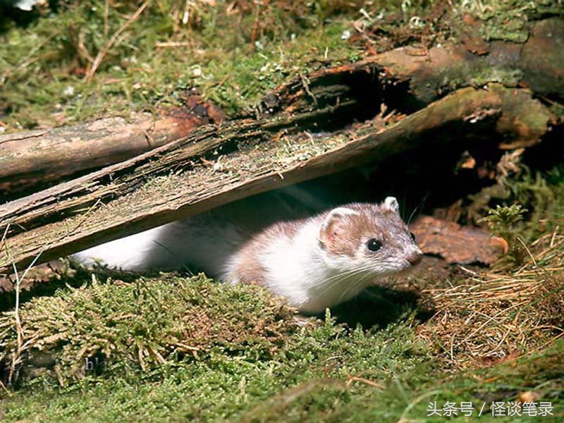 民间故事黄鼠狼成精,黄鼠狼偷鸡民间故事文字