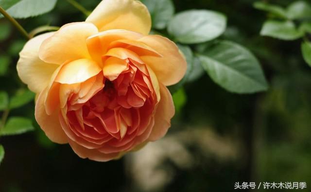 月季黑杆的处理方法,月季黑杆了怎么办教你一招解决