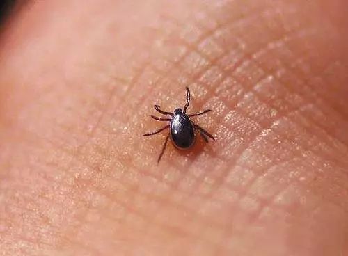 小狗被蜱虫咬到有啥症状,被狗身上蜱虫咬了怎么办