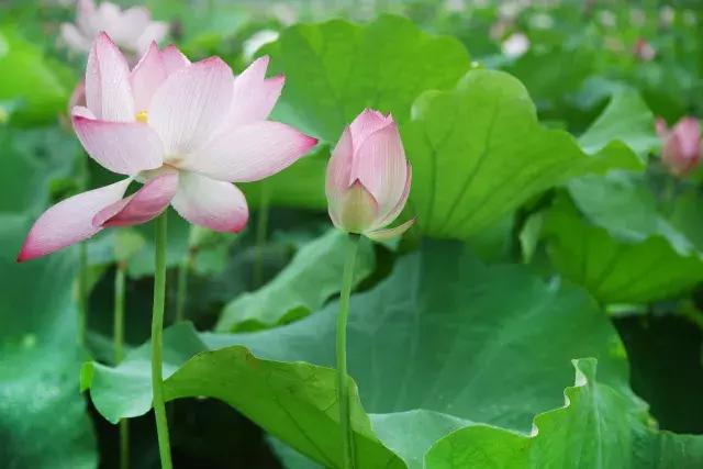 鸣翠湖荷花之美,今夏赏荷必去景点