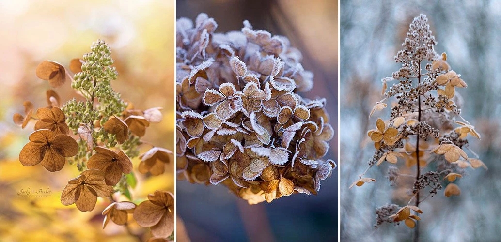 不与群芳争春色淡留清气满乾坤,不与群芳争艳只待盛开