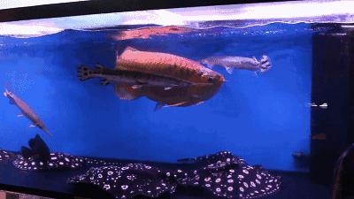 群游观赏鱼很帅,老缸养红龙注意事项