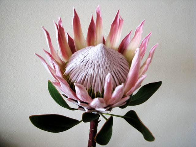 帝王花种植方法视频,帝王花的种植方法和注意事项