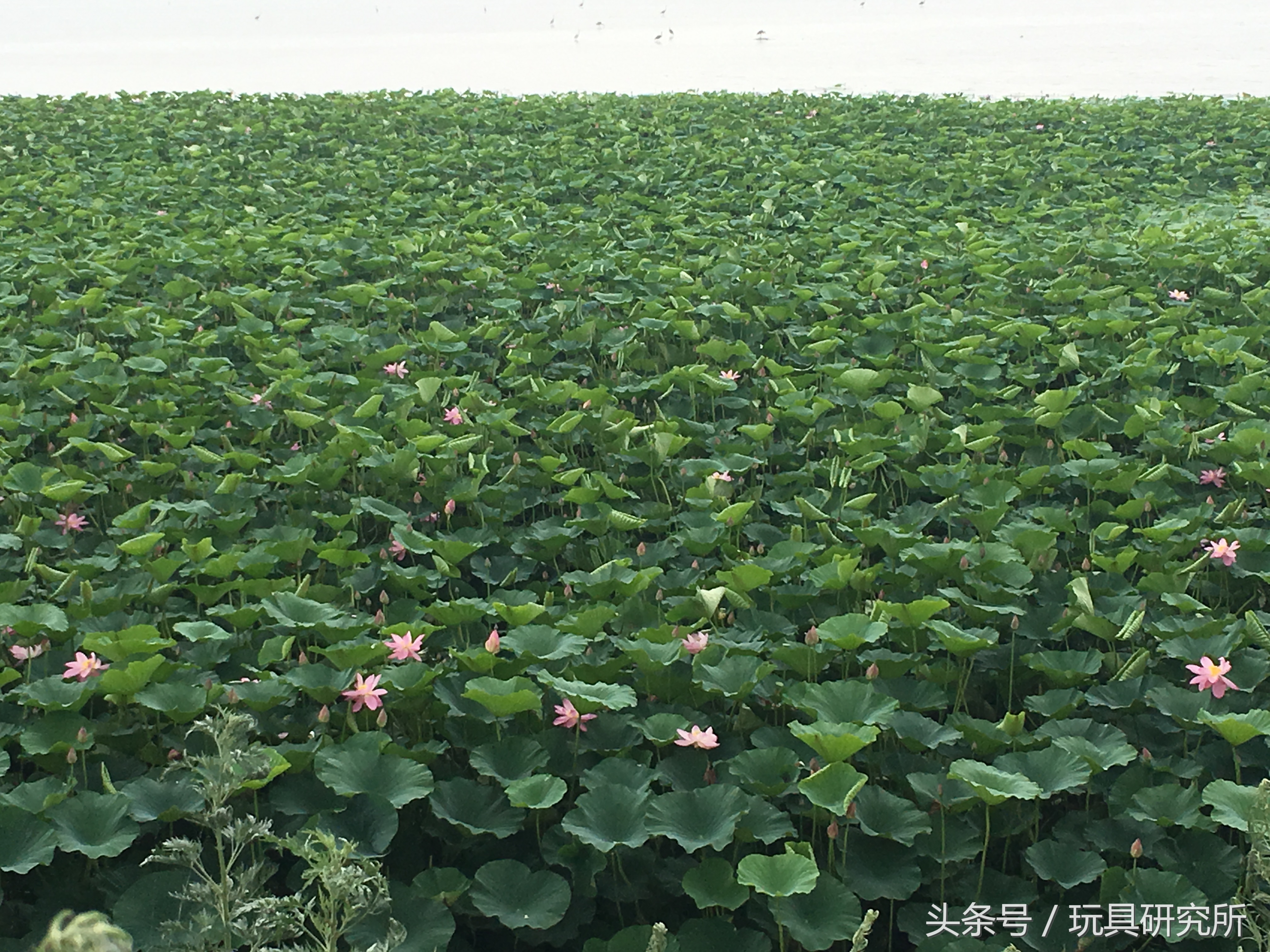 辽中珍珠湖看荷花带着孩子去哪儿玩珍珠湖环湖游沈阳周边游