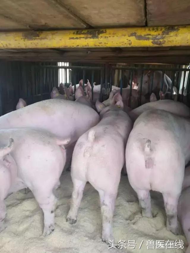 母猪在断奶后不发情？二十年兽医总结的具体原因以及治疗方式