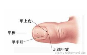 手指甲月牙越来越大代表什么,甲状腺手指月牙