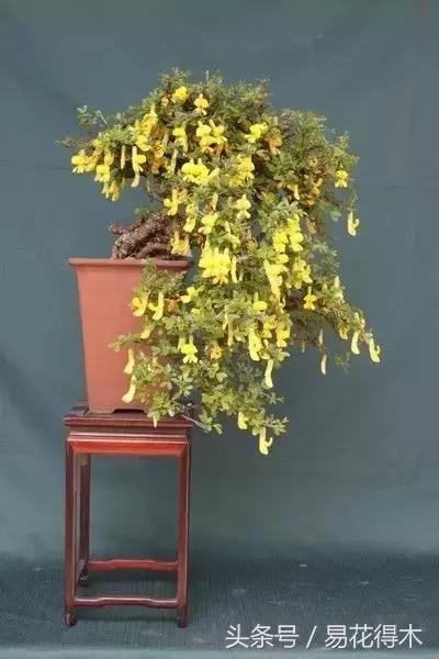 金雀南雀和北雀区别,金雀品种是南雀好还是北雀好