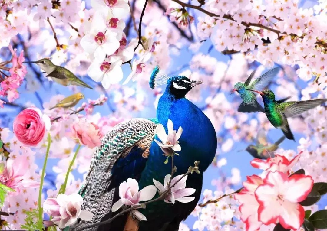 早上好清晨送你一首吉祥的歌,早上好喜鹊报喜的叫声