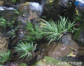 农村小溪边这种野草，曾经孩子们用来换零花钱，好多人不认识