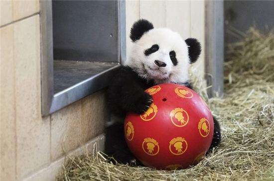 猪与人组合,猪和足球队