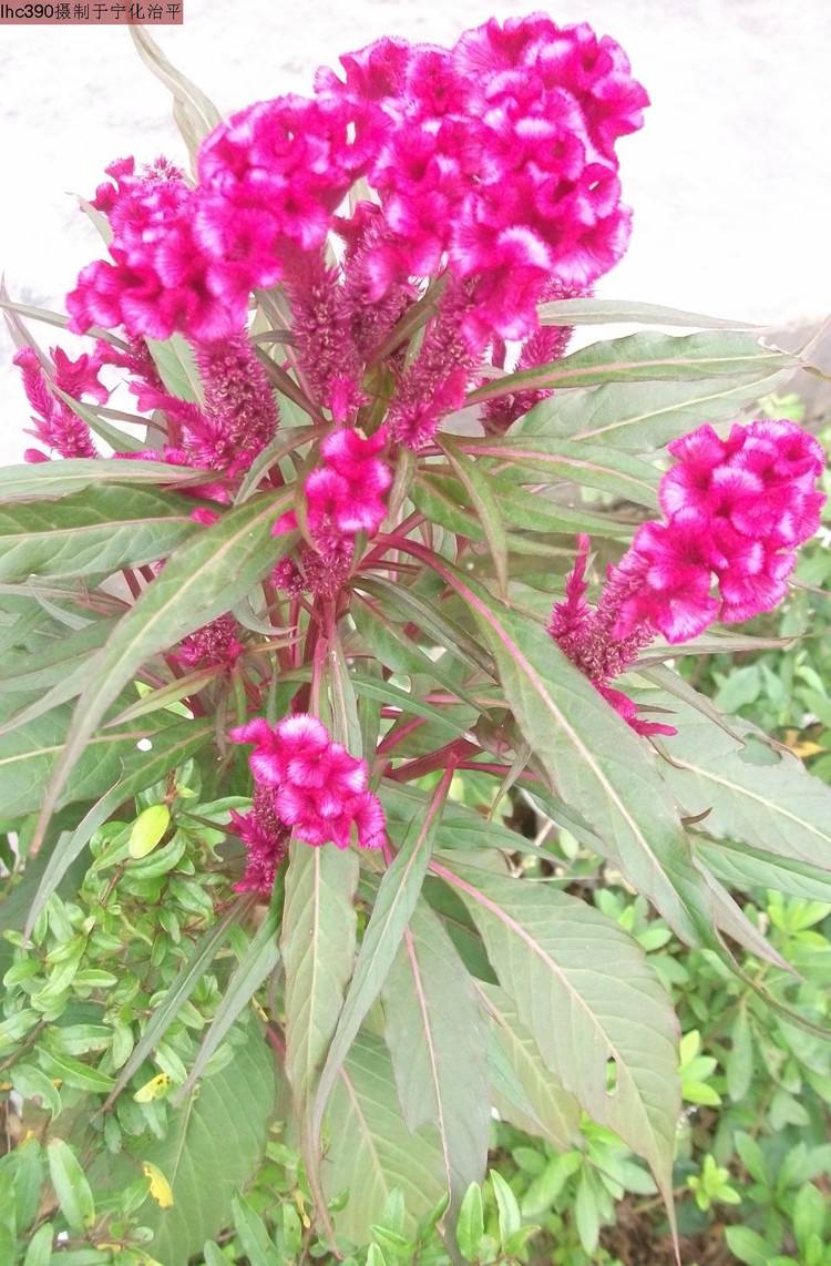 农村什么野草治白带,农村哪些野草可以治妇科炎症