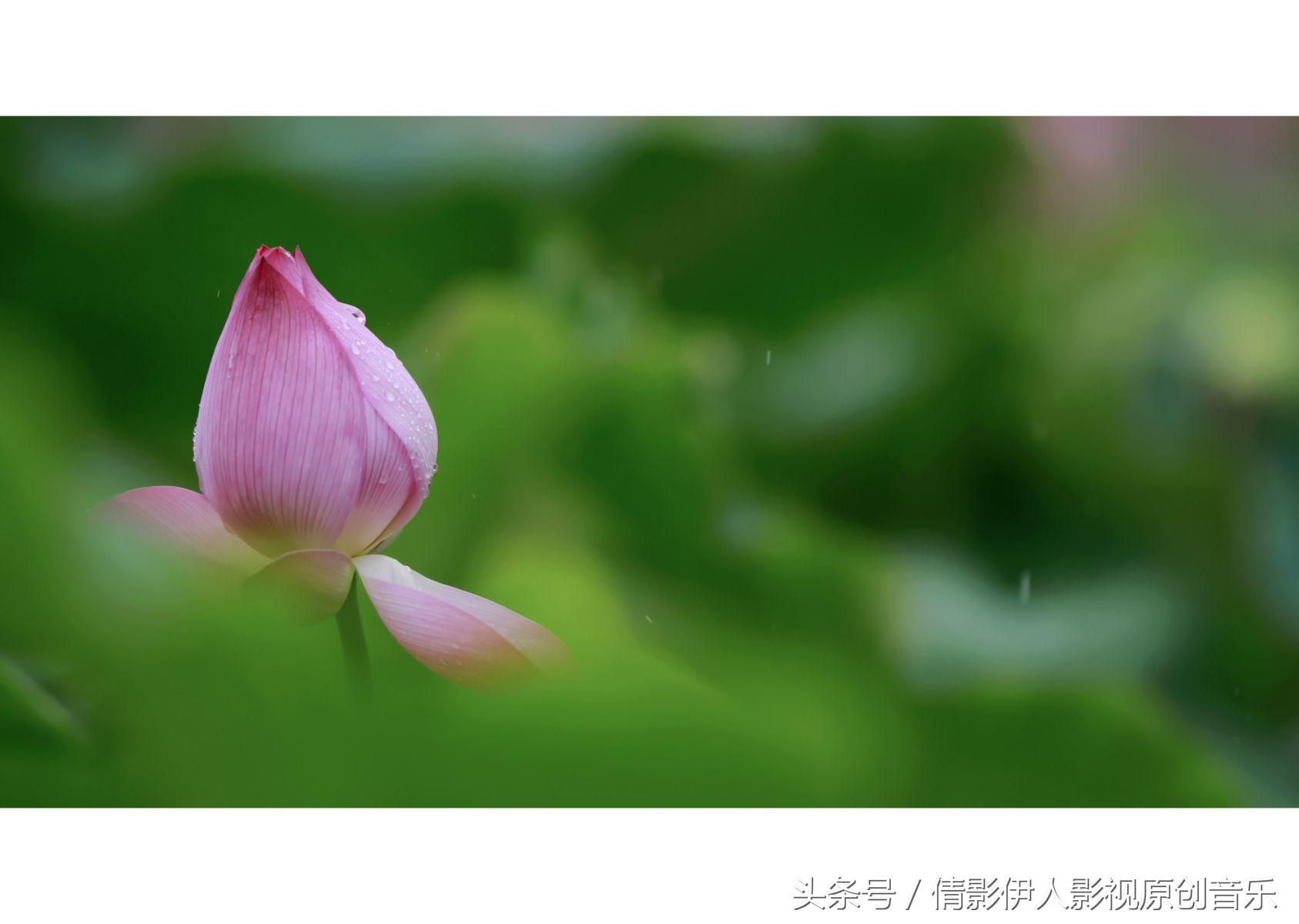 荷花之歌,立夏荷花音乐