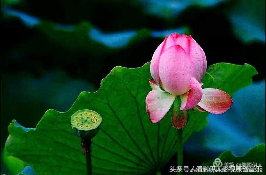 夏荷晕倒在海教官怀里,夏荷最美的十首诗