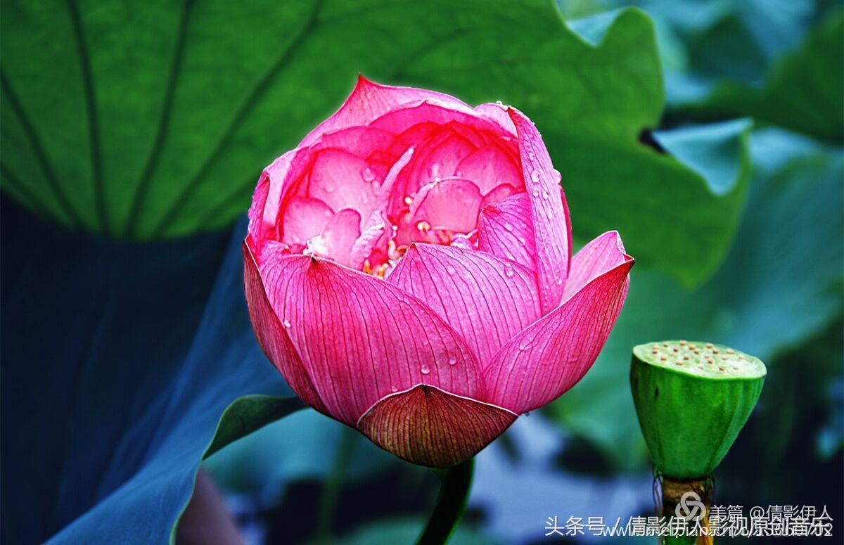 荷花之歌,立夏荷花音乐