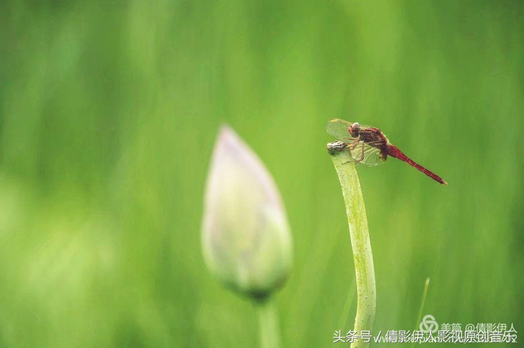 荷花之歌,立夏荷花音乐