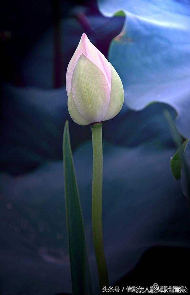 夏荷晕倒在海教官怀里,夏荷最美的十首诗