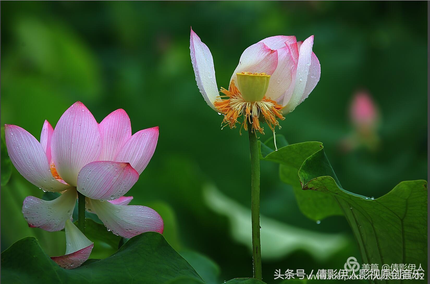 夏荷晕倒在海教官怀里,夏荷最美的十首诗