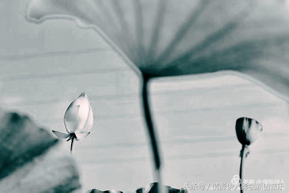 夏荷晕倒在海教官怀里,夏荷最美的十首诗