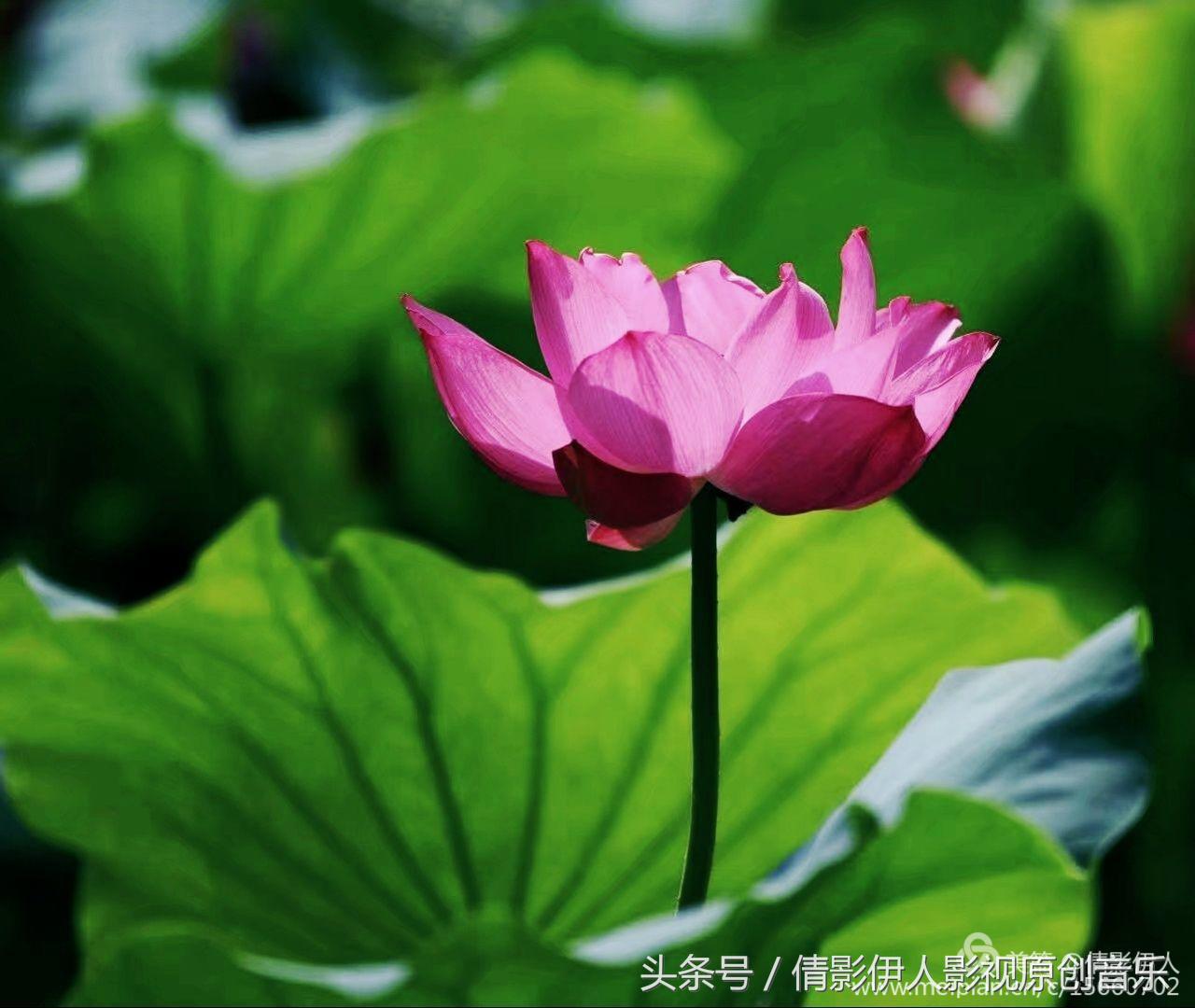 荷花之歌,立夏荷花音乐