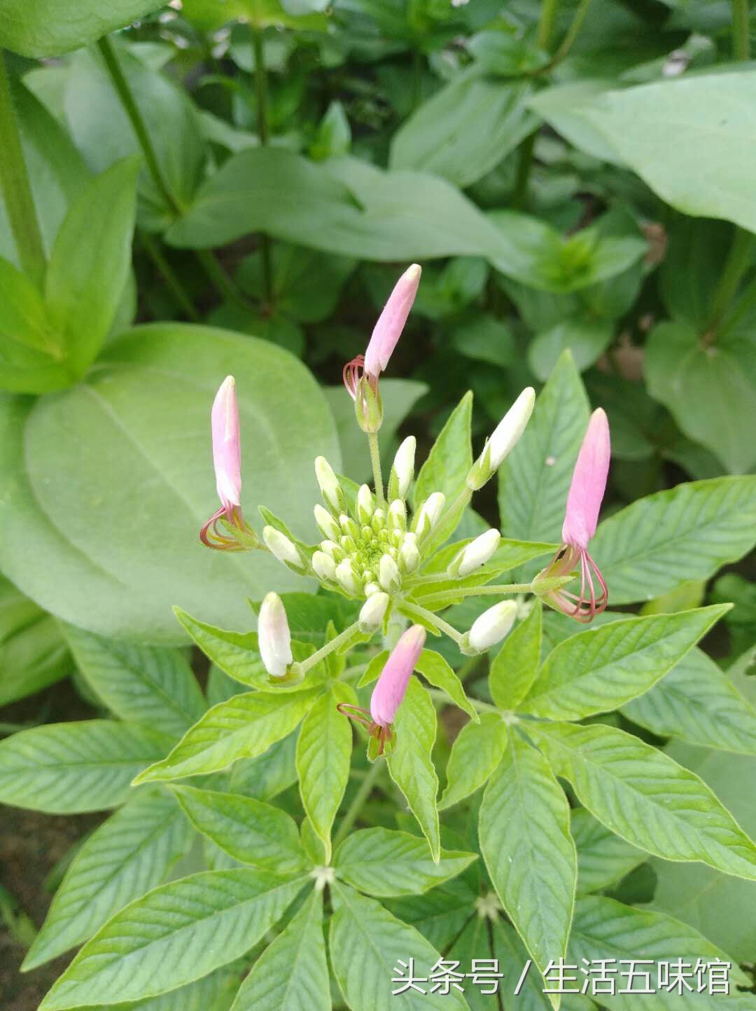花中仙子美如画,花中仙子月季花图片