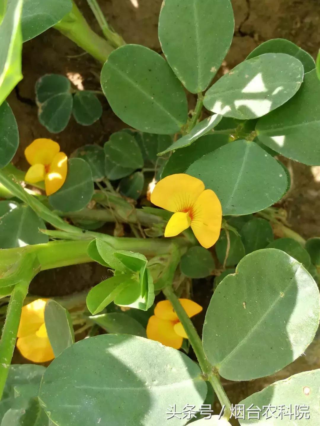 花生开花期施复合肥,花生开花期管理技术视频