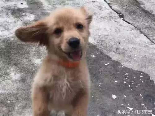 金毛偷吃主人的葡萄,金毛偷吃了一串葡萄