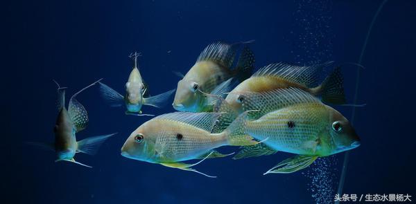 哪些慈鲷是食土鲷,食土鲷和慈鲷能混养么