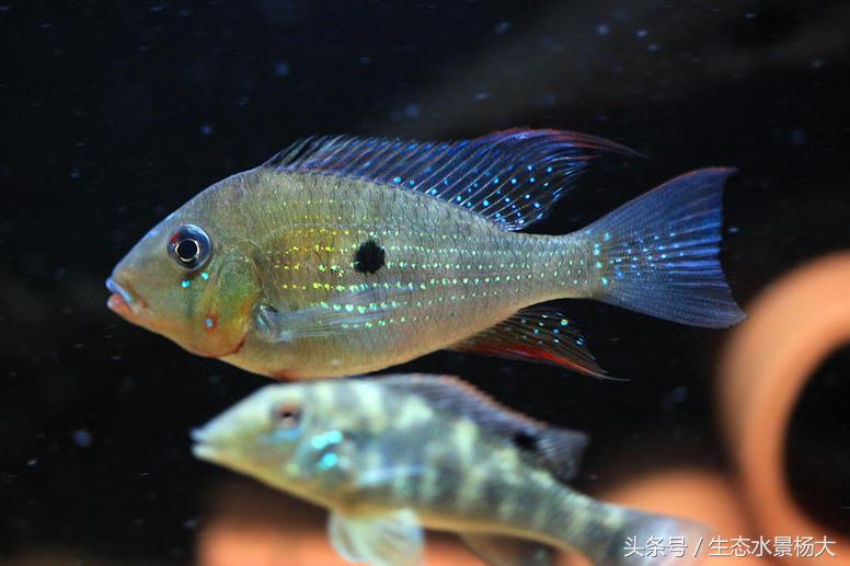 哪些慈鲷是食土鲷,食土鲷和慈鲷能混养么