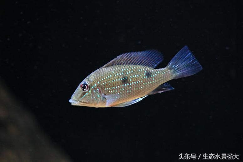 哪些慈鲷是食土鲷,食土鲷和慈鲷能混养么