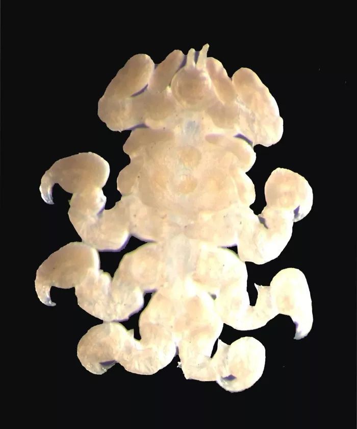 有一种鲸鱼很孤独,有一种鲸鱼特别孤独