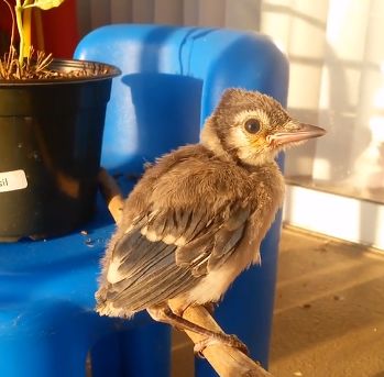 万物皆有灵救了蛇王一命,万物皆有灵救了一只狼崽