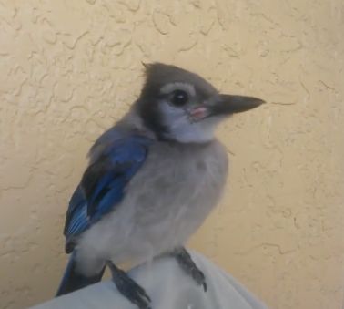 万物皆有灵救小鸟,万物皆有灵有人救了