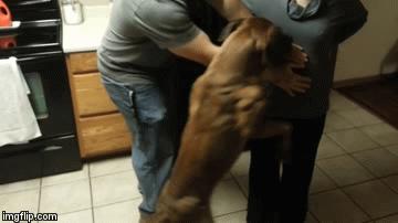 可能你不会知道你家里的这些“家人”是如此的深爱着自己