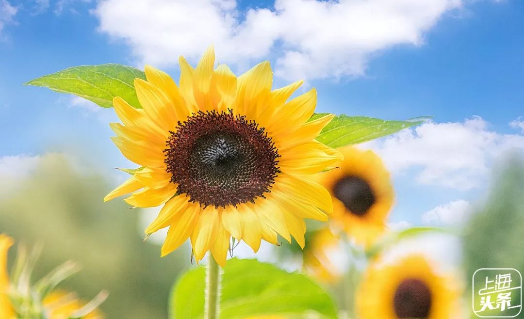 上海罗泾向日葵花田,上海各公园向日葵花海即将盛放