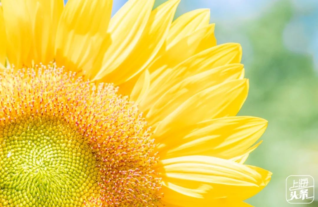 向日葵花海上海旅游攻略,上海市中心有一片向日葵花海