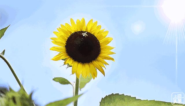 上海罗泾向日葵花田,上海各公园向日葵花海即将盛放