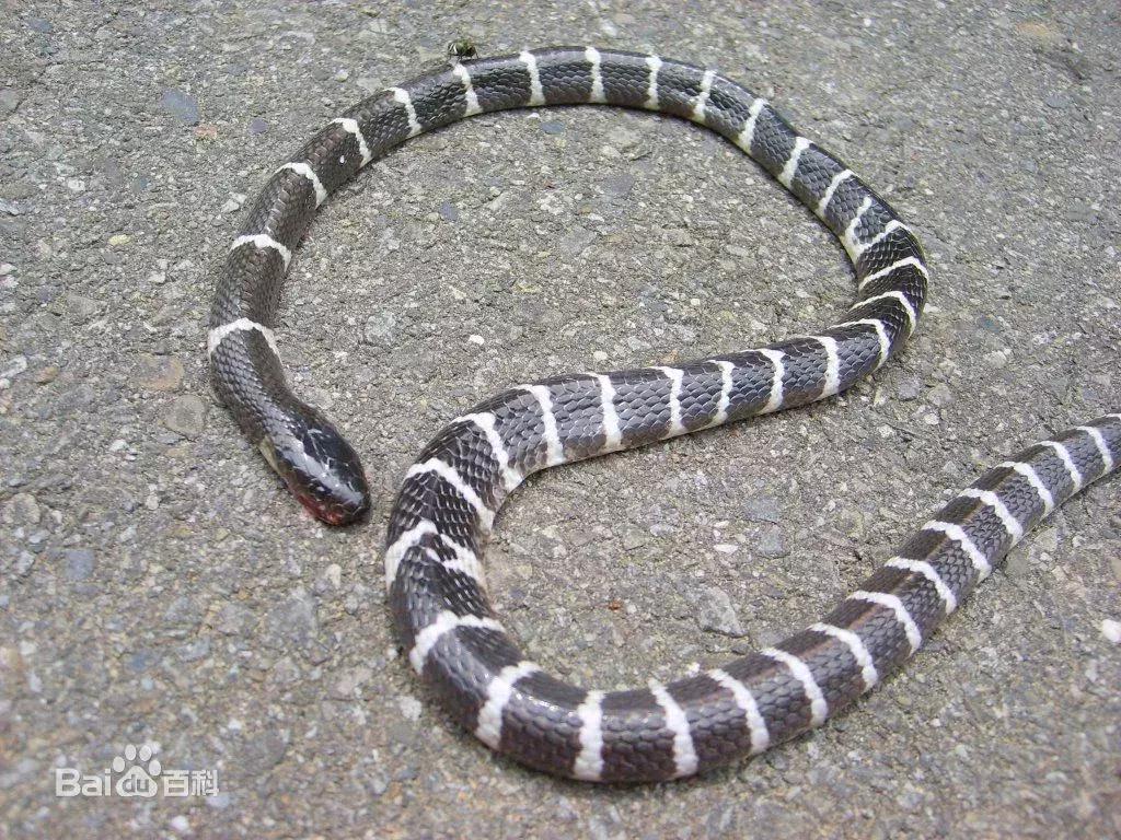 21岁女孩被银环蛇咬死,女子购银环蛇被咬死