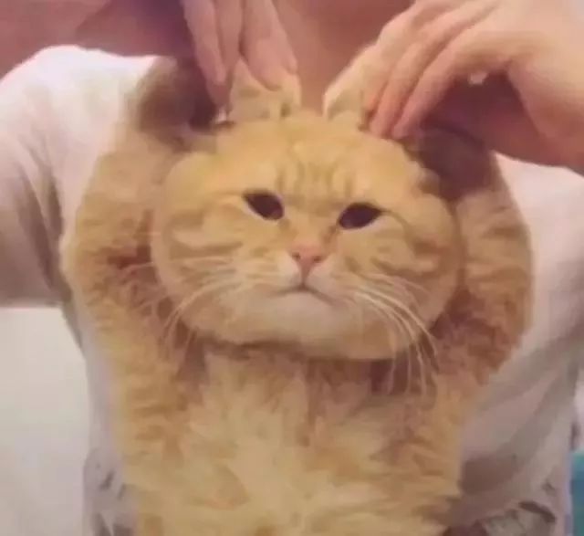 香港最新规定几样东西不可带出关,香港最新过关规定