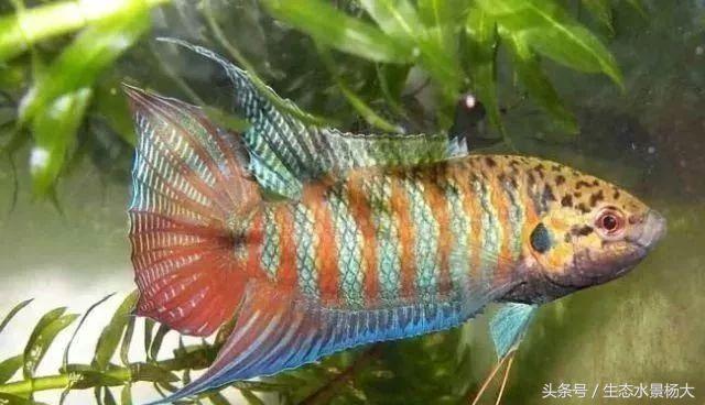 揭秘你不知道的江湖,你不知道的江湖