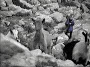 克罗地亚输了怎么还可以晋级,输了你赢了世界又如何吉他谱