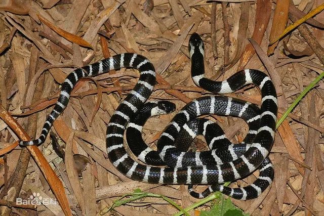 21岁女子被银环蛇咬死,女子购银环蛇被咬死