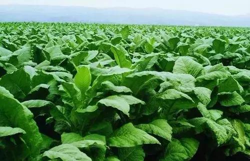 利川特有的烟 (利川老辈子抽叶子烟图片)