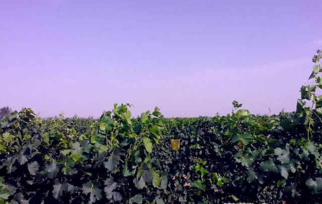 十一银川免费一日游推荐,宁夏十一一日游