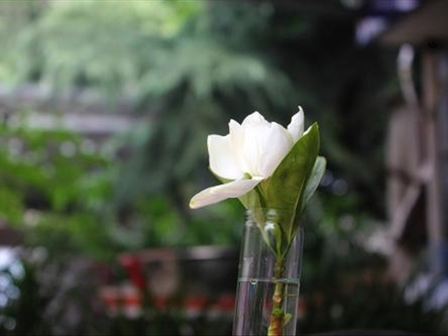 栀子花叶上的红蜘蛛怎么治,栀子花红蜘蛛用什么药能彻底消灭