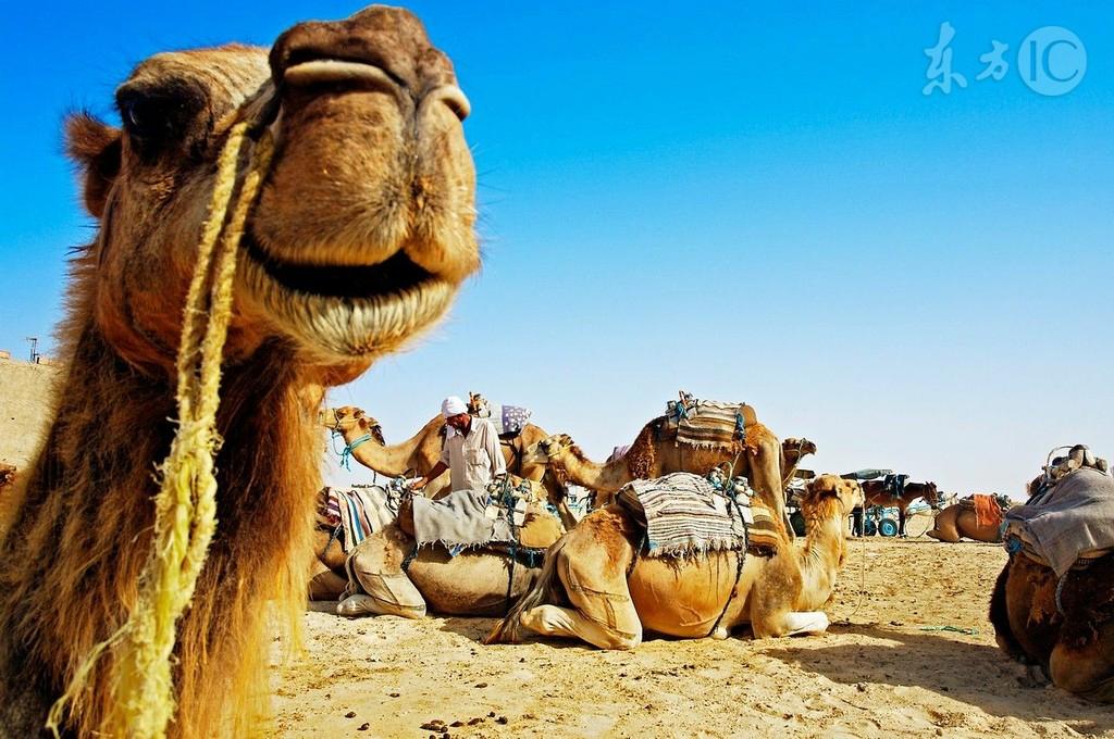 鍔ㄧ墿鍗佸ぇ璋ｈ█鐪熺浉,鍏充簬鍔ㄧ墿鍗佸ぇ璋ｈ█