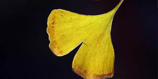 药监手中最锋利的一把刀：从狂犬病疫苗事件看飞行检查