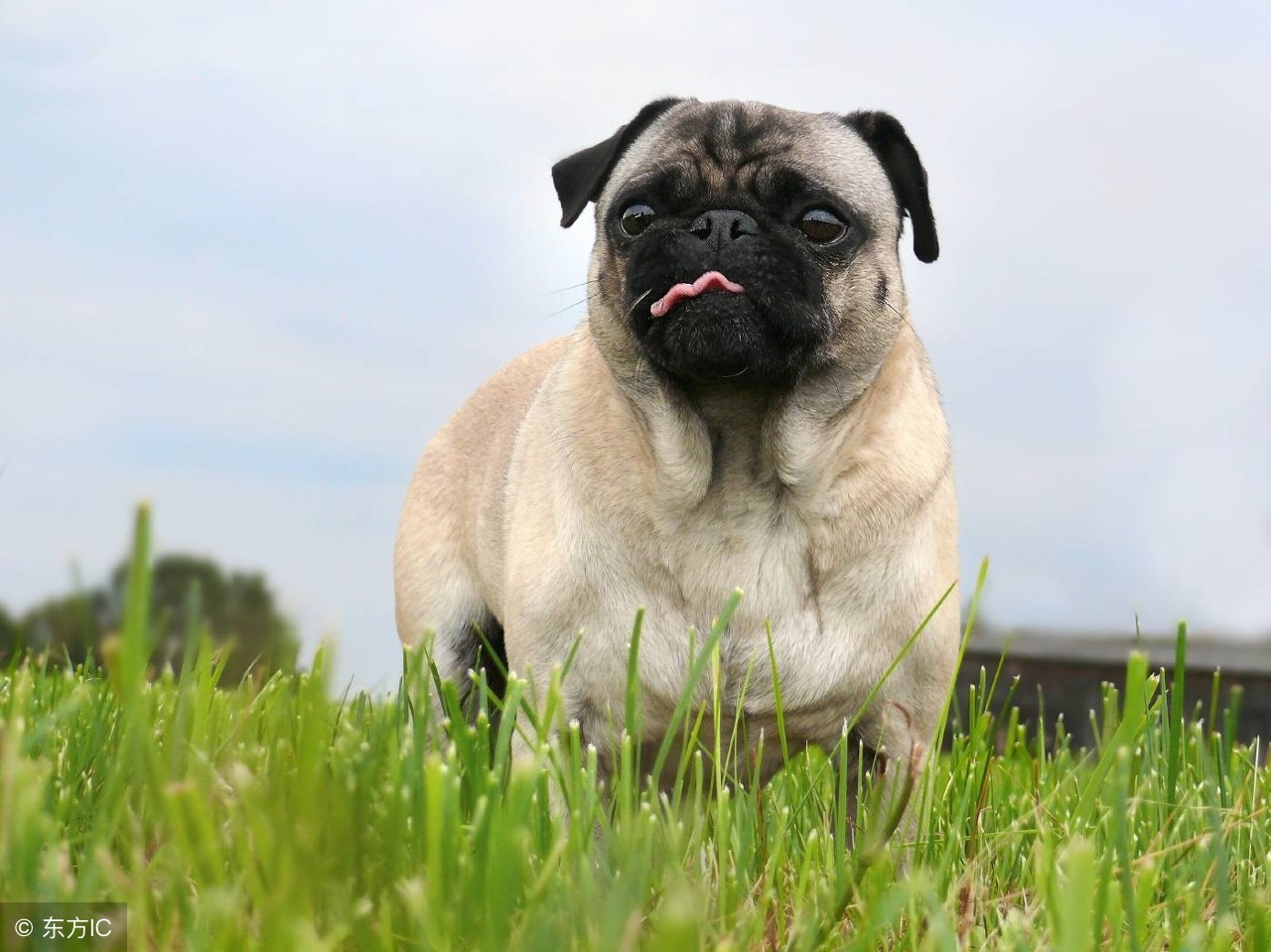 哈巴狗的种类有哪些,一只哈巴狗坐在家门口配图